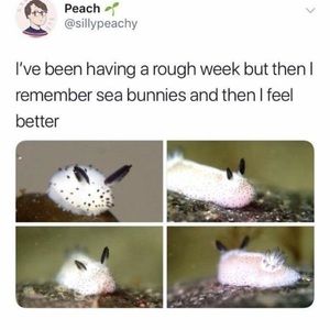 Meet your Posher, Cassidy